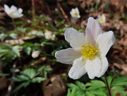 35 Anemoides nemorosa (Anemone dei boschi)